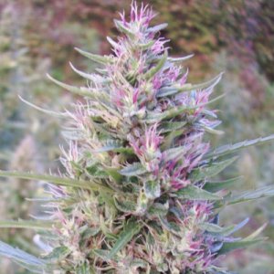 (Bild für) Purple #1 5 fem