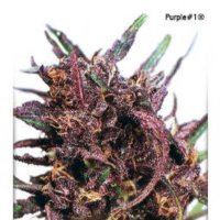 (image for) Purple #1