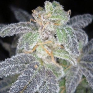 Purple OG #18 fem