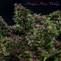 Purple Paro Valley fem