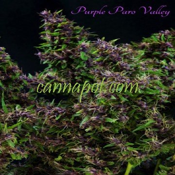 Purple Paro Valley fem - zum Schließen ins Bild klicken