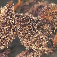 Purple Punch Autoflower fem