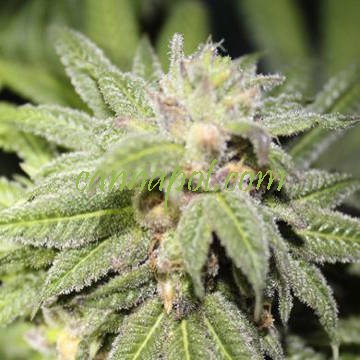 Purple Punch BX 5 reg - zum Schließen ins Bild klicken