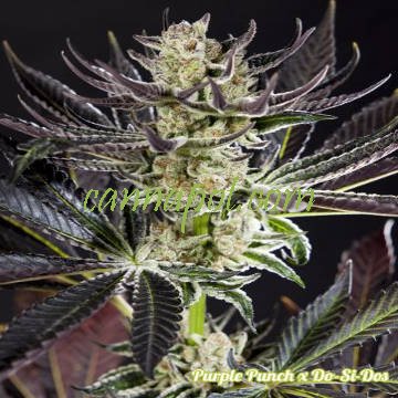 Purple Punch x Do-Si-Dos fem - zum Schließen ins Bild klicken