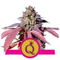 Purple Queen feminized