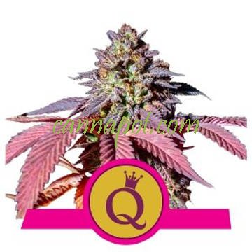 Purple Queen feminized - zum Schließen ins Bild klicken