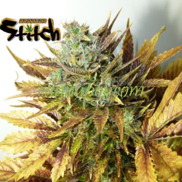 Purple Sirious Kush Auto 3 fem - zum Schließen ins Bild klicken