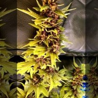 (Bild für) Purple Soda OG