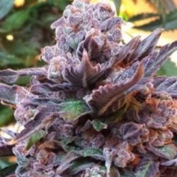 Ein allgemeines Bild