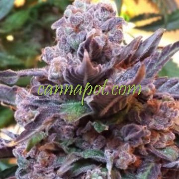 Purple Strawberry Bliss 5 fem - zum Schließen ins Bild klicken