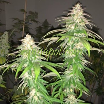 Purple Strawberry Sherbet 5 fem - zum Schließen ins Bild klicken