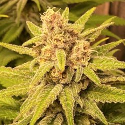 Ein allgemeines Bild