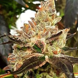 Une image générale