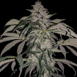 Ein allgemeines Bild