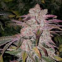 (Bild für) Purple Thai RBX1 Auto