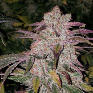 (Bild für) Purple Thai RBX1 Auto