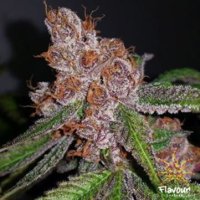 Purple Urkle 5 female