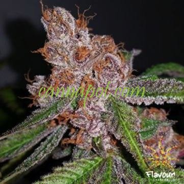 Purple Urkle 5 female - zum Schließen ins Bild klicken