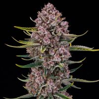 (Bild für) Purplenade XXL Auto