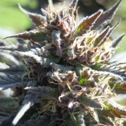 Ein allgemeines Bild