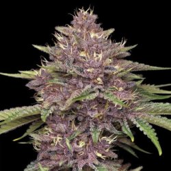 Ein allgemeines Bild