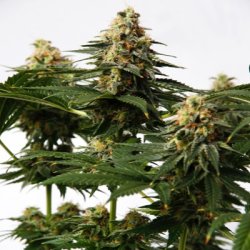 Ein allgemeines Bild