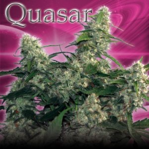 Quasar fem