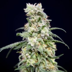 Ein allgemeines Bild