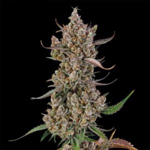 (Bild für) Rainbow Breath Auto
