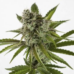 Ein allgemeines Bild