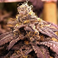 Ein allgemeines Bild