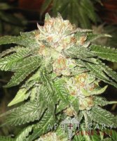 (Bild für) Rascal OG