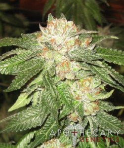 (Bild für) Rascal OG