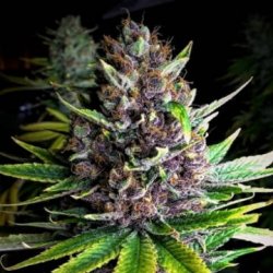 Ein allgemeines Bild