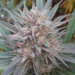 Ein allgemeines Bild