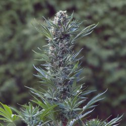 Ein allgemeines Bild