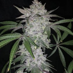 Ein allgemeines Bild