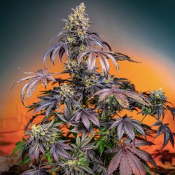 Ein allgemeines Bild