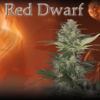 Red Dwarf Auto fem