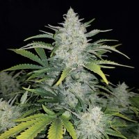 Rhino Ryder Auto fem