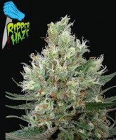 Ripper Haze female