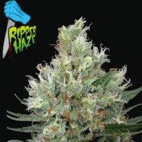 (imagen para) Ripper Haze female