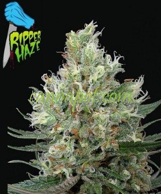 Ripper Haze female - zum Schließen ins Bild klicken