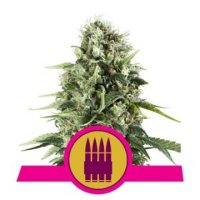 Royal AK feminized