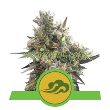 Royal Bluematic feminized - zum Schließen ins Bild klicken