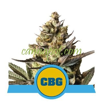 Royal CBG Auto feminized - zum Schließen ins Bild klicken