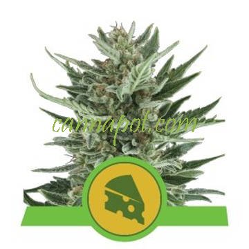 Royal Cheese Auto feminized - zum Schließen ins Bild klicken