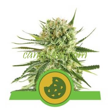 Royal Cookies Auto feminized - zum Schließen ins Bild klicken