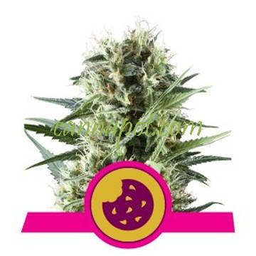 Royal Cookies feminized - zum Schließen ins Bild klicken