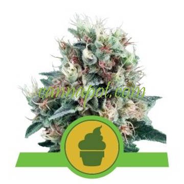 Royal Creamatic feminized - zum Schließen ins Bild klicken